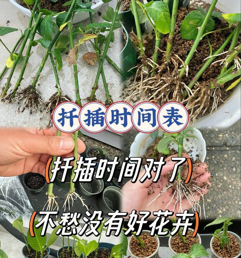 玫瑰花扦插养殖的最佳方法是什么？怎样提高成活率？