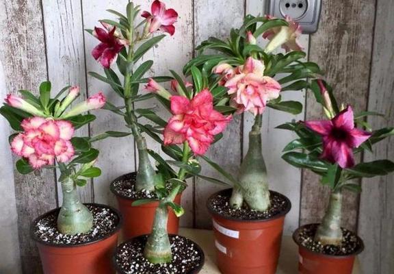 春天种植沙漠玫瑰花的步骤是什么？需要注意哪些事项？