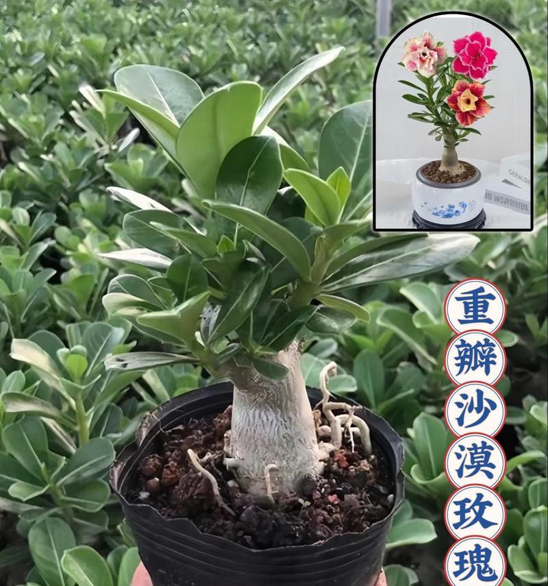 春天种植沙漠玫瑰花的步骤是什么？需要注意哪些事项？
