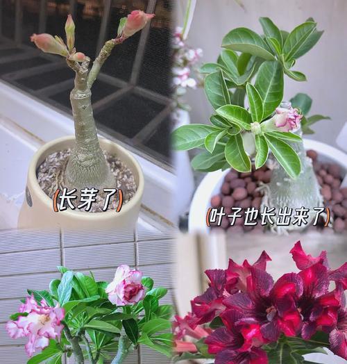 春天种植沙漠玫瑰花的步骤是什么？需要注意哪些事项？