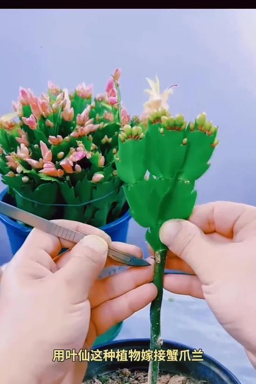 嫁接仙人掌的花开花后怎么养？花后管理有哪些要点？