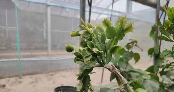 仙人球养大后如何修剪枝条？修剪的正确方法是什么？
