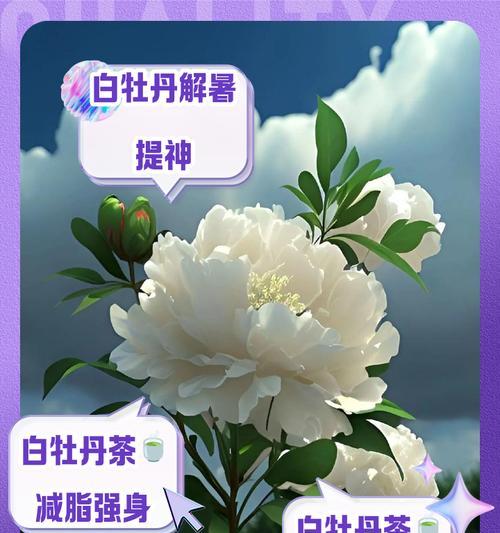 刺白色牡丹花的养护技巧是什么？如何保持其美丽？