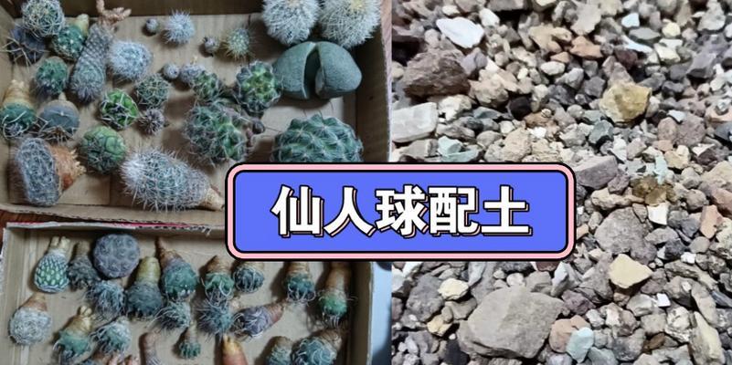 仙人球配土养护方法是什么？浇水频率应如何掌握？