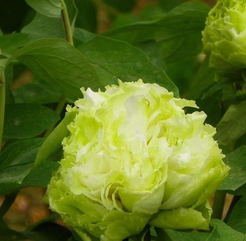 牡丹花豆绿现象如何处理？