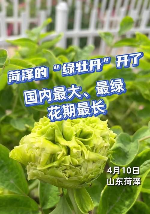 牡丹花豆绿现象如何处理？