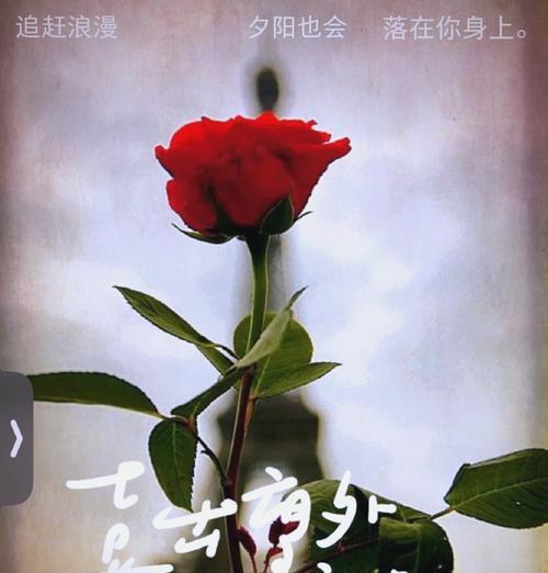 无根茎玫瑰花的存活技巧是什么？