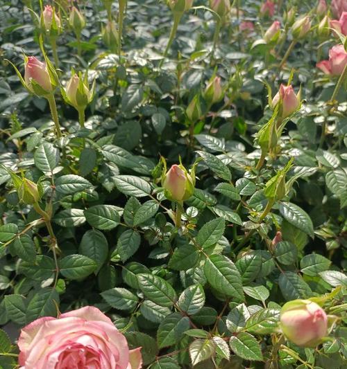 无根茎玫瑰花的存活技巧是什么？