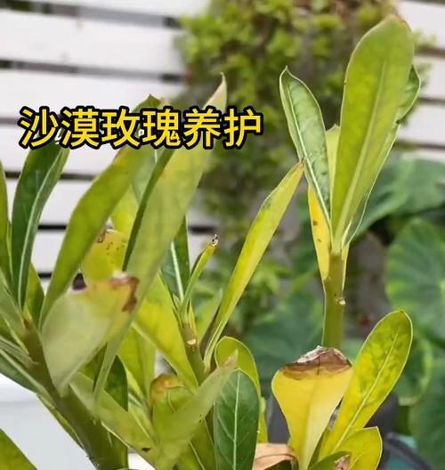 无根茎玫瑰花的存活技巧是什么？