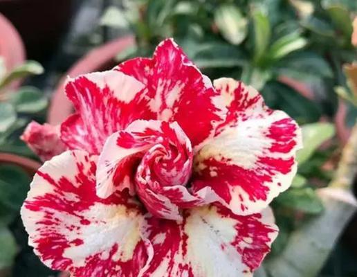 玫瑰花能越冬吗？玫瑰花冬季养护的要点是什么？