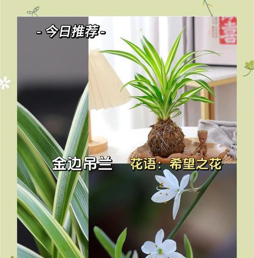 吊兰叶子发黄的可能原因和处理方法是什么？
