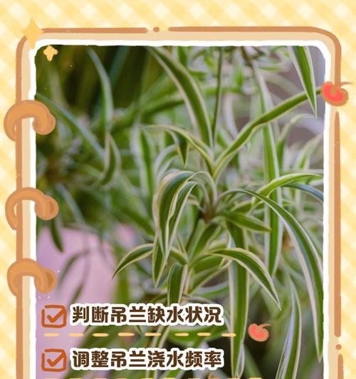 吊兰叶子发黄的可能原因和处理方法是什么？