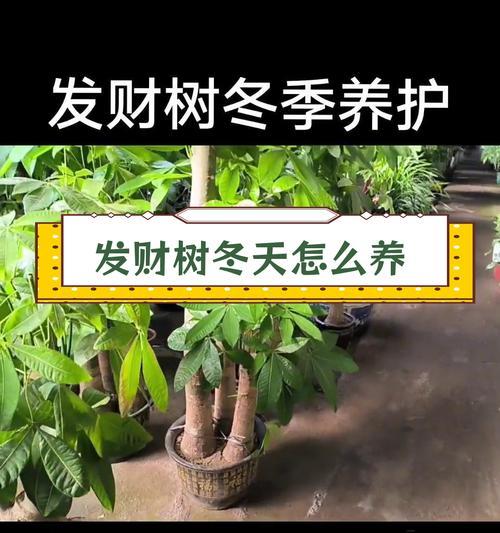 发财树如何养护才能更旺盛？