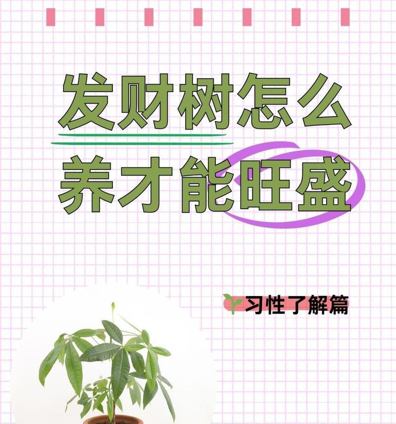 发财树如何养护才能更旺盛？