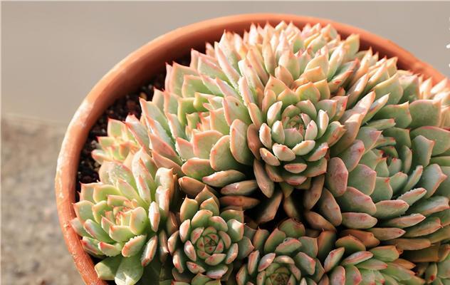 多肉植物有哪些特点？多肉的特征是什么？