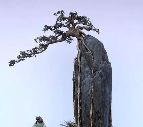 附石盆景选择哪种石头最佳？石头对植物生长有何影响？