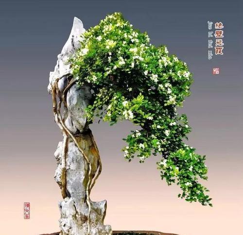 附石盆景选择哪种石头最佳？石头对植物生长有何影响？