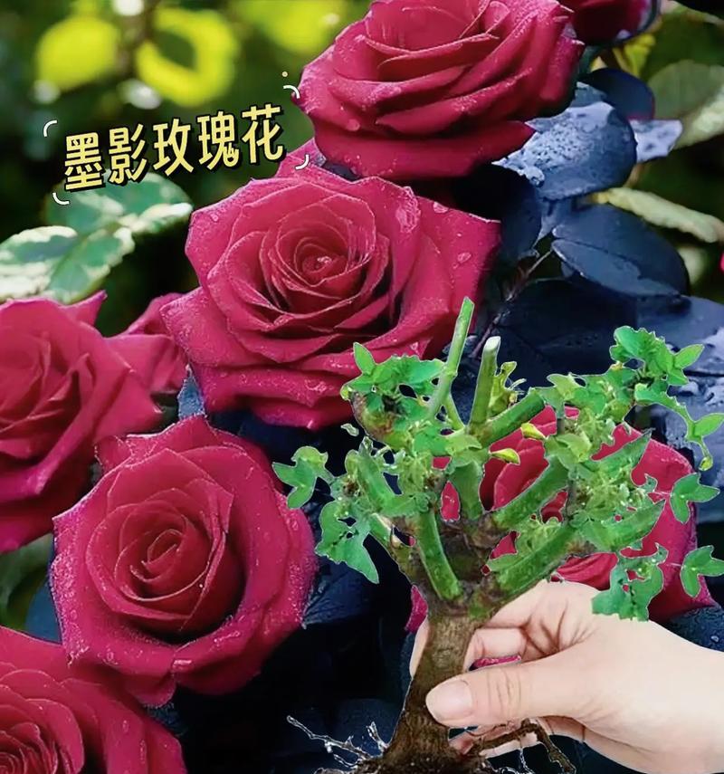 盆栽玫瑰花对土壤和肥料水有什么要求？如何避免错误选择？