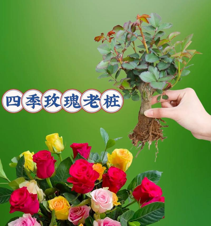 盆栽玫瑰花对土壤和肥料水有什么要求？如何避免错误选择？
