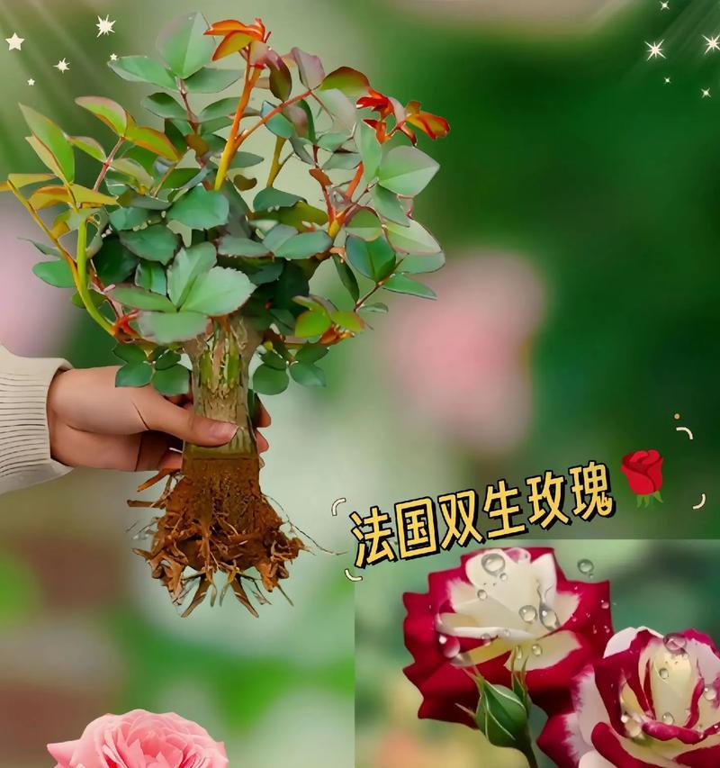 盆栽玫瑰花对土壤和肥料水有什么要求？如何避免错误选择？