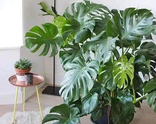 哪些植物可以四季常青？它们的养护要点是什么？