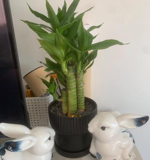 步步高植物的正确养护方法是什么？如何确保步步高植物健康成长？