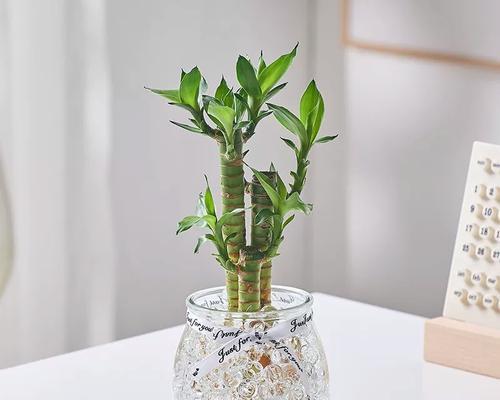 步步高植物的正确养护方法是什么？如何确保步步高植物健康成长？