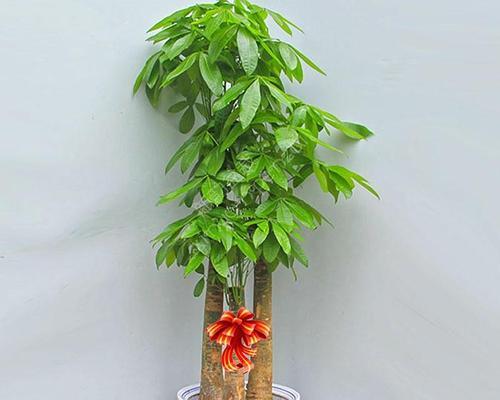 步步高植物的正确养护方法是什么？如何确保步步高植物健康成长？