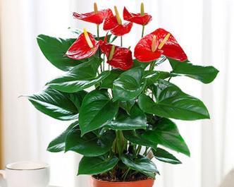 室内适合养殖哪些花卉？如何选择适合室内的植物？