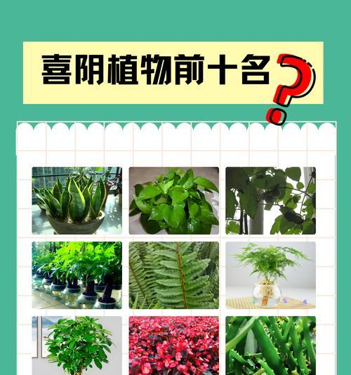 室内适合养殖哪些花卉？如何选择适合室内的植物？