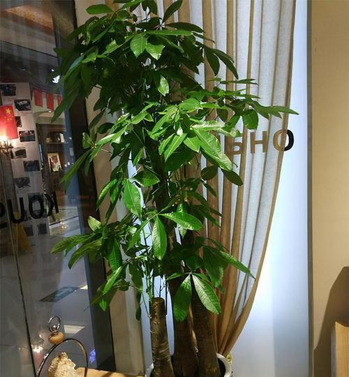 室内适合养殖哪些花卉？如何选择适合室内的植物？