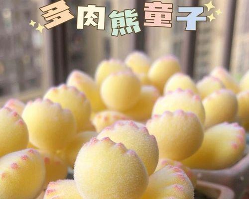 多肉熊掌繁殖方法是什么？繁殖后如何照料？