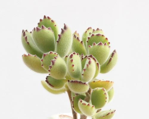 多肉熊掌繁殖方法是什么？繁殖后如何照料？