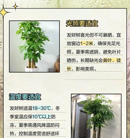 发财树的养殖技巧是什么？如何保持其健康生长？