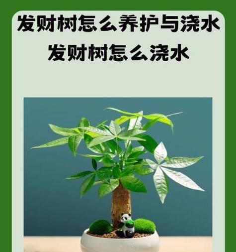 发财树的养殖技巧是什么？如何保持其健康生长？