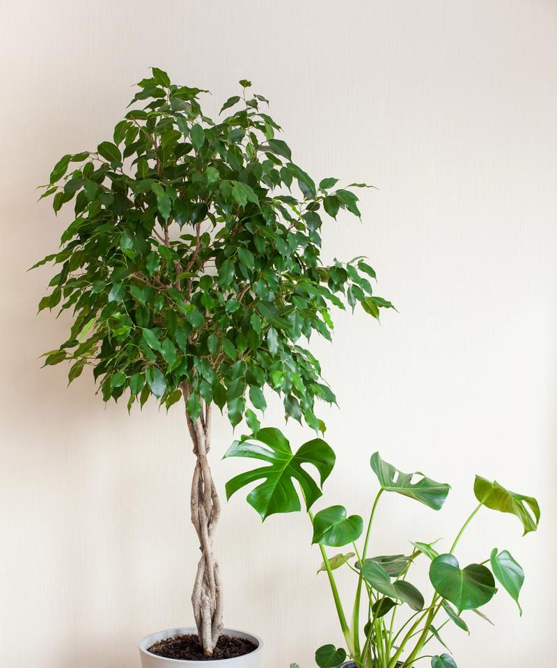 如何选择适合家门口栅栏的盆景？摆放有哪些讲究？
