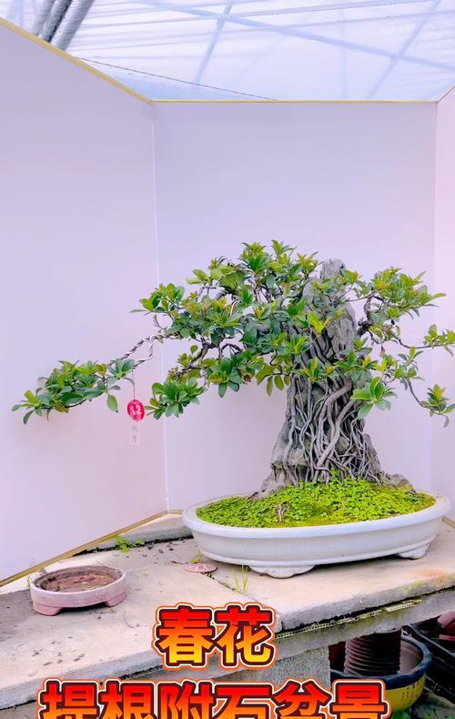如何选择适合家门口栅栏的盆景？摆放有哪些讲究？