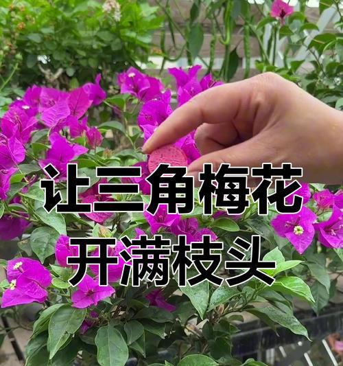 德国三角梅不开花怎么办？如何促进其开花？