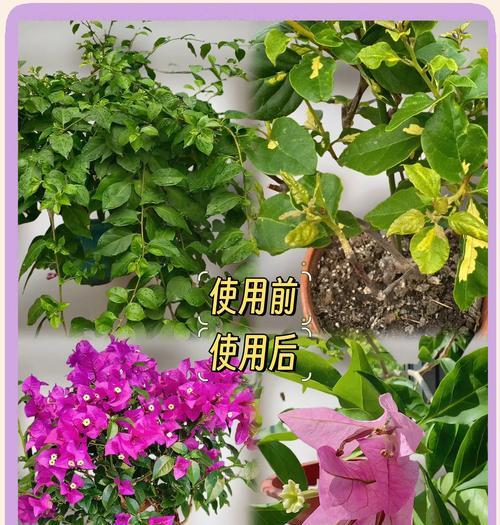 德国三角梅不开花怎么办？如何促进其开花？