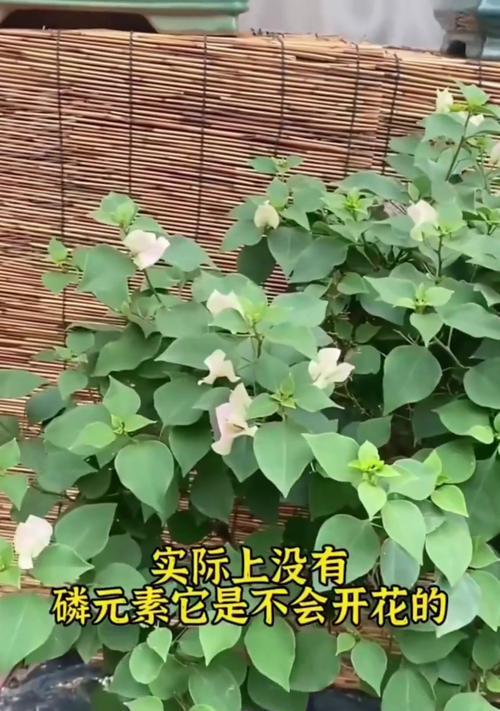 德国三角梅不开花怎么办？如何促进其开花？
