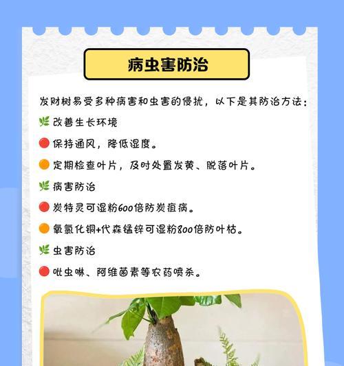 招财树的养殖技巧是什么？如何保持其旺盛生长？