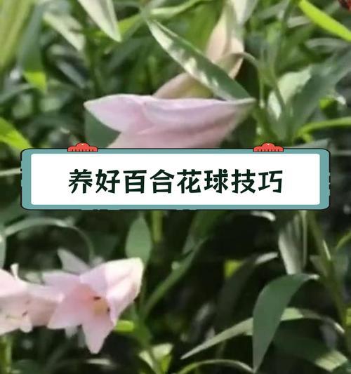 百合的养殖方法是什么？如何保证百合花开得更久？