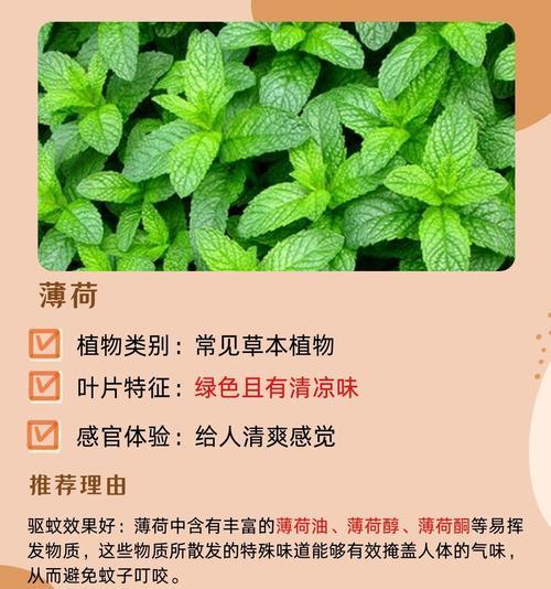 驱蚊草有什么特点？如何正确使用驱蚊草？