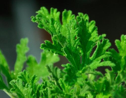 驱蚊草有什么特点？如何正确使用驱蚊草？