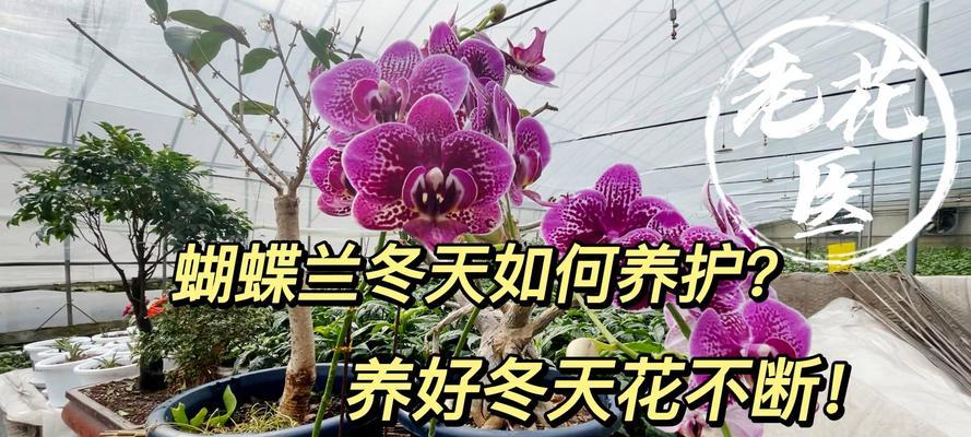 蝴蝶兰冬季如何养护？蝴蝶兰过冬的正确方法是什么？