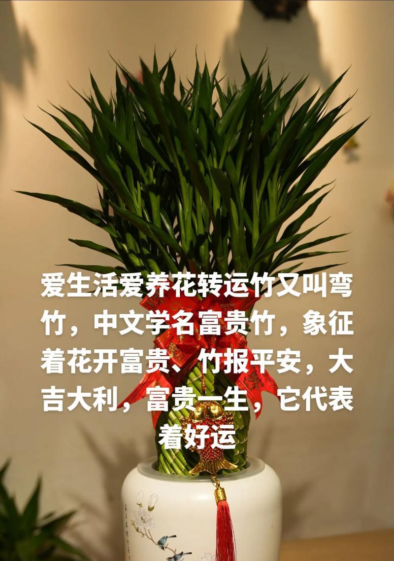 富贵竹换水的正确方法是什么？多久换一次水合适？