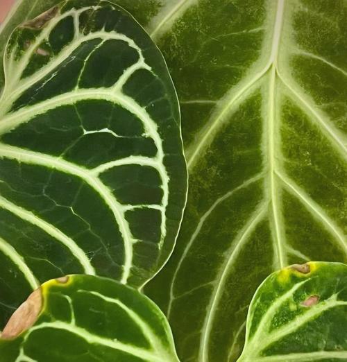 花烛的养殖方法是什么？如何保持其鲜艳的花朵？