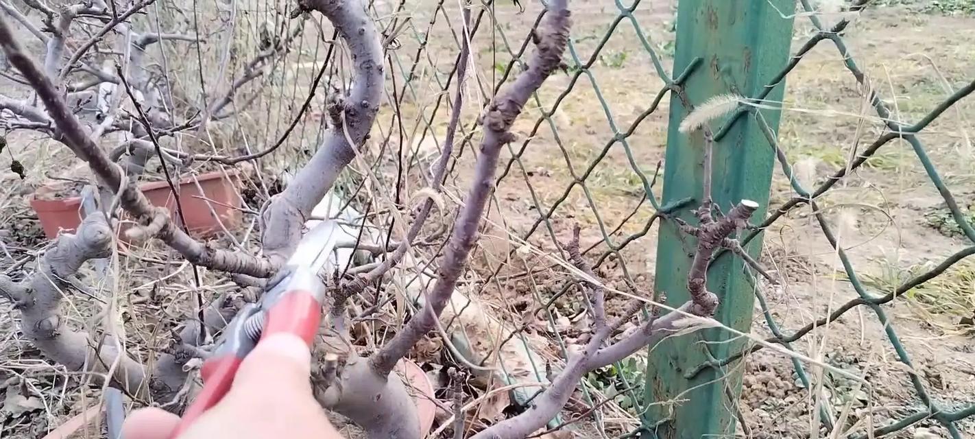 盆栽果树需要哪些准备工作？如何确保果树的健康成长？