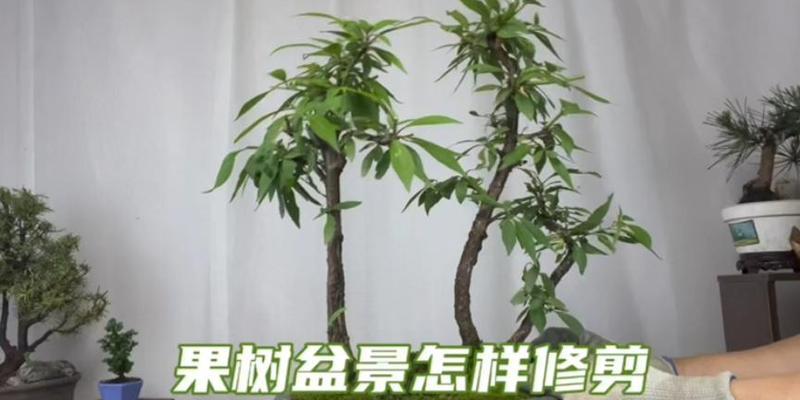 盆栽果树需要哪些准备工作？如何确保果树的健康成长？