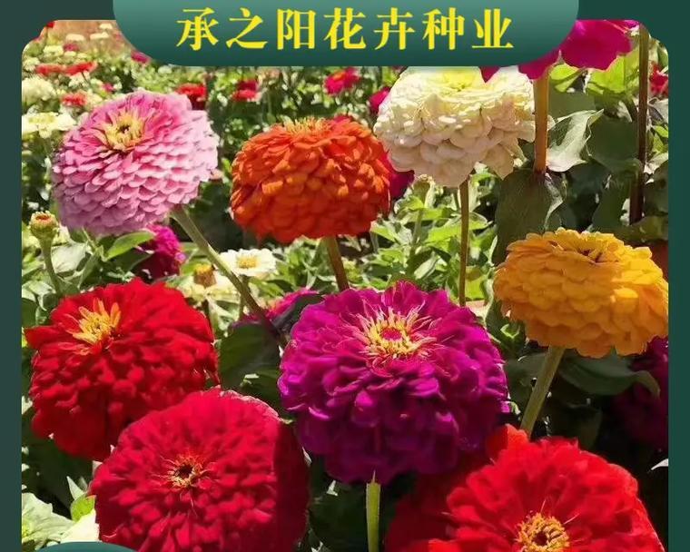 波斯菊种子的特征是什么？